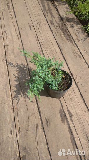 Можжевельник блю карпет