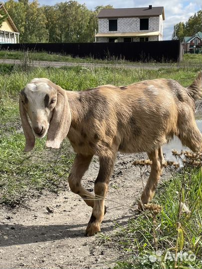 Нубийские козлята