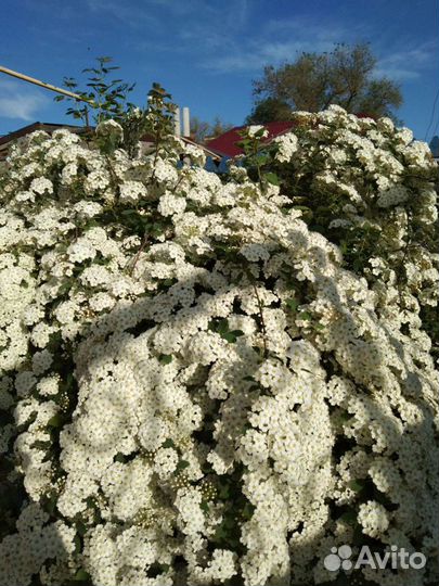Спирея вангута кустарник