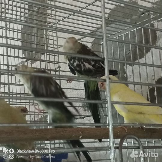 Певчий попугай