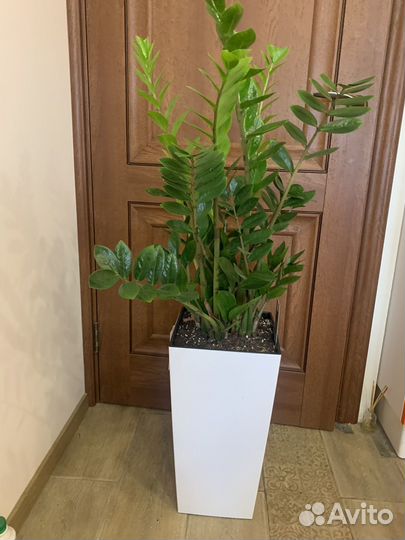 Замиокулькас