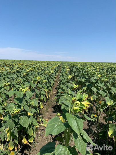 Ищем партнеров на совместное выращивание