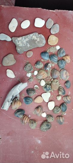 Природные материалы для творчества с побережья