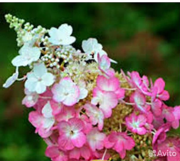 Гортензия панзола