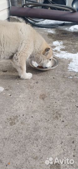 Щенок в добрые руки бесплатно