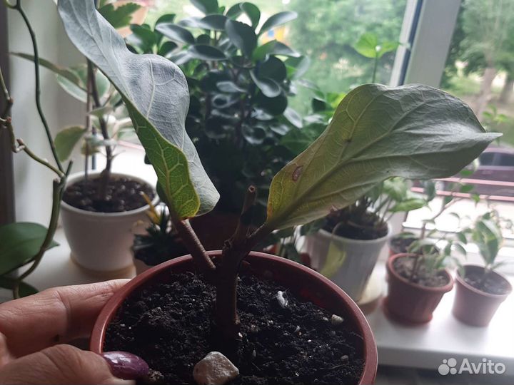 Фикусы лирата бомбино,ретуза,эластика