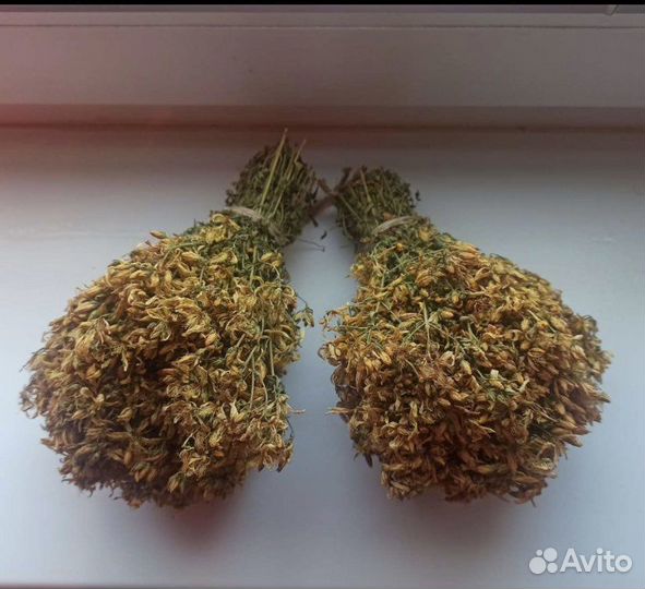 Зверобой сушеный, свежий