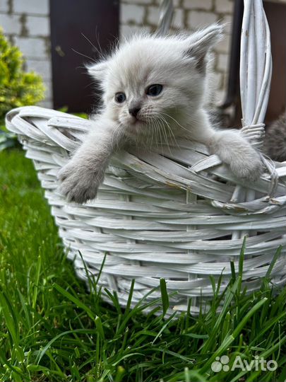 Шотландские котята