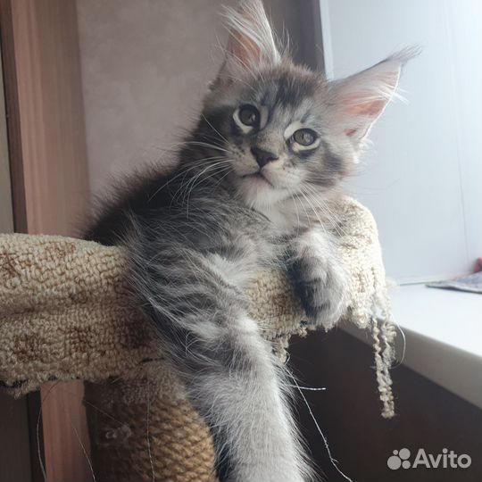 Котята мейн-кун
