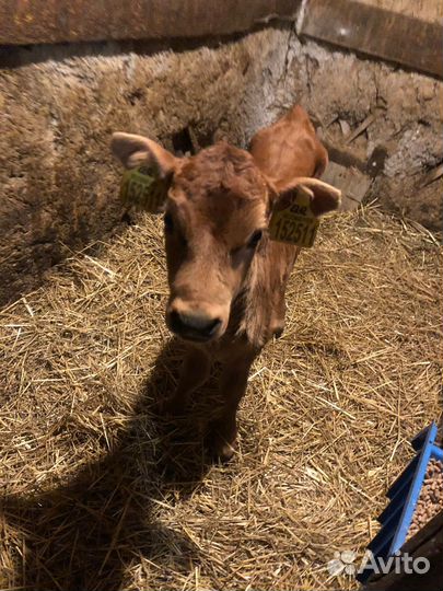 Телочка джерсейская