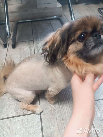 Кастрация котов на дому, стрижка, передержка