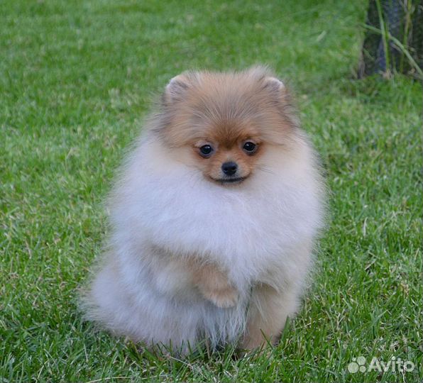 Померанский шпиц, девочки