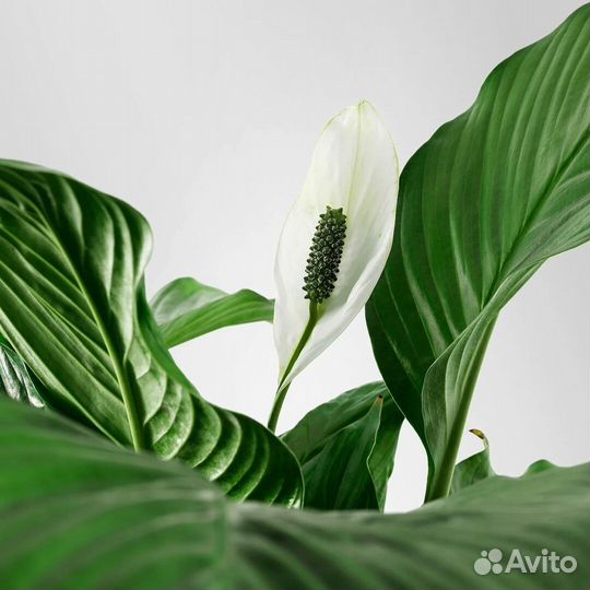 Спатифиллум