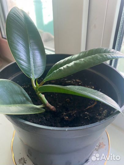 Фикус каучуконосный