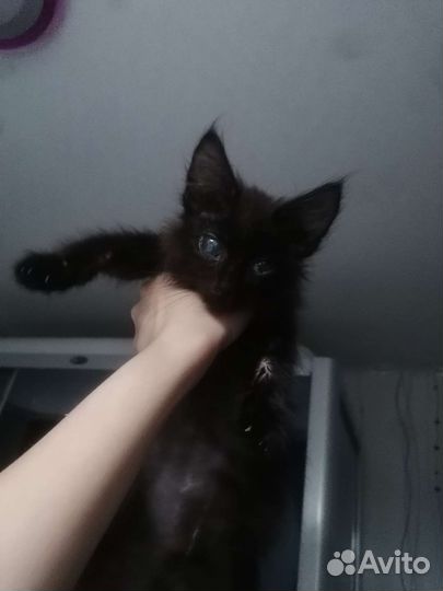 Помогите котёнку