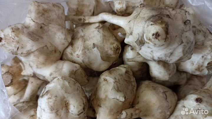 Топинамбур