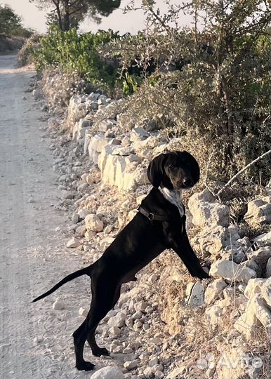 Щенок в добрые руки