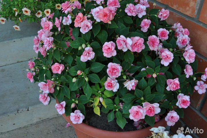 Цветы многолетки