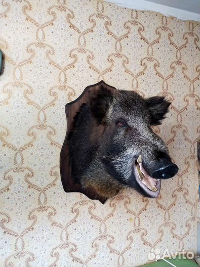 Выделка шкур, таксидермия и пошив меховых изделий