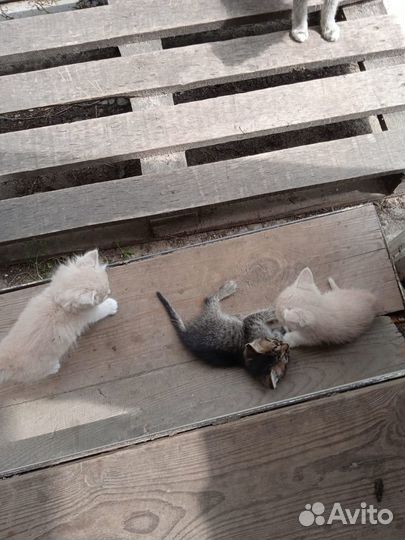 А в июне наша кошка родила троих котят