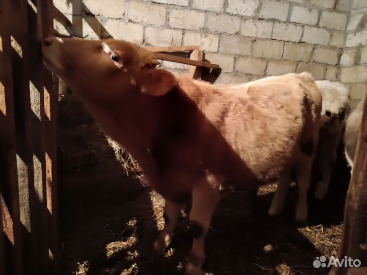 Бычки на откорм