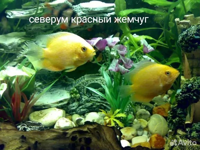 Малавийские цихлиды