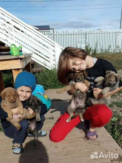 Собака в добрые руки щенок