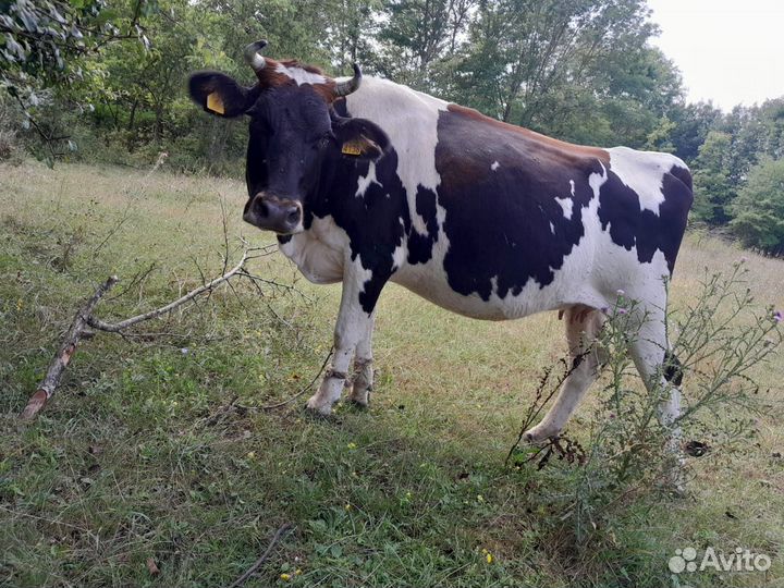 Продажа крс