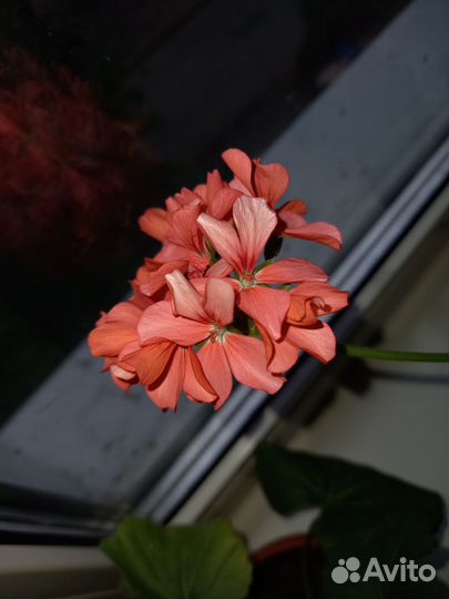Цветы для дома и сада