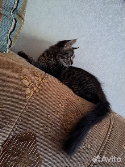 Котята мейн-кун