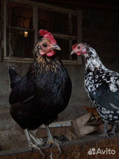 Карликовые куры