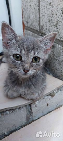 Отдам бесплатно