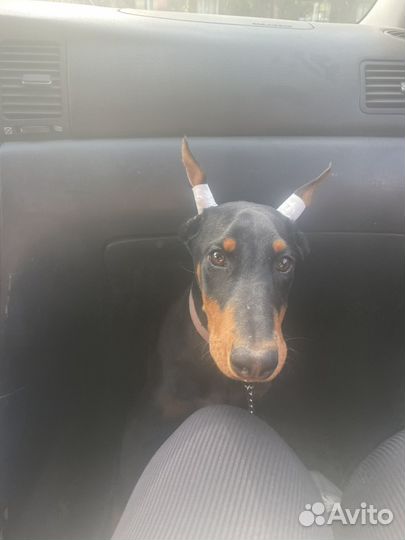 Продам щенка добермана