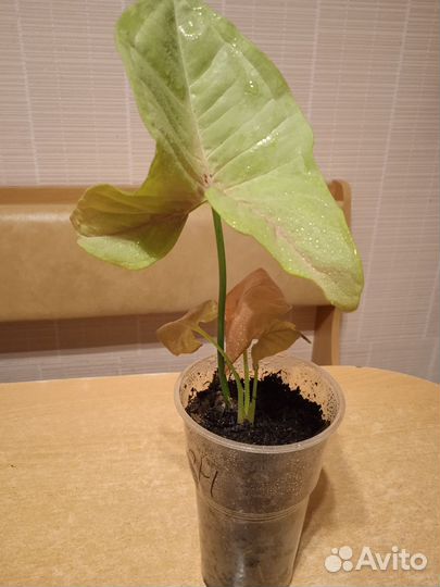 Комнатные растения