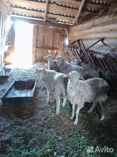 Овцы и бараны