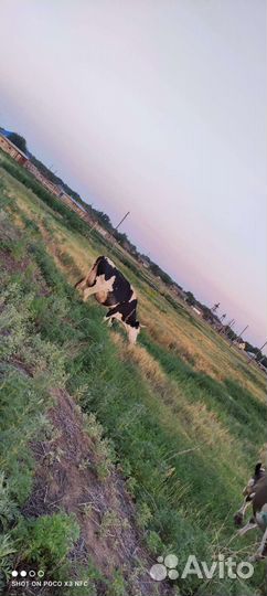 Коровы дойные молочные