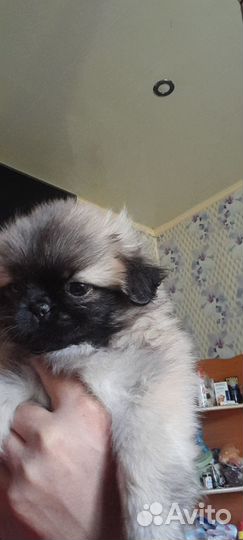 Щенки пекинеса