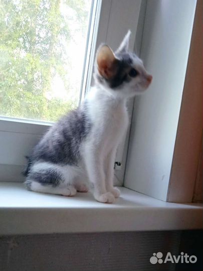 Котята- Рысята