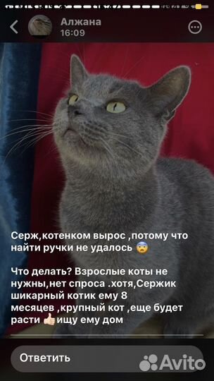 Кошки в добрые руки бесплатно