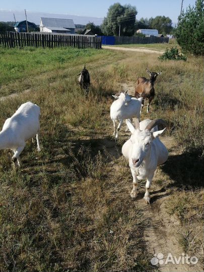 Козы огуленные