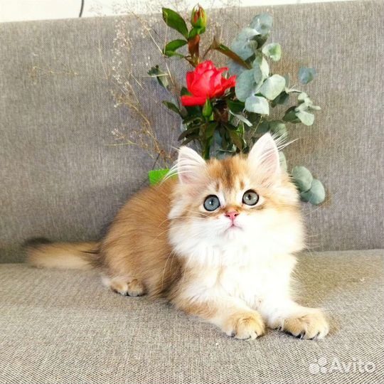 Кошечка хайленд