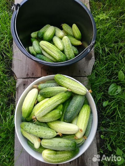 Огурцы