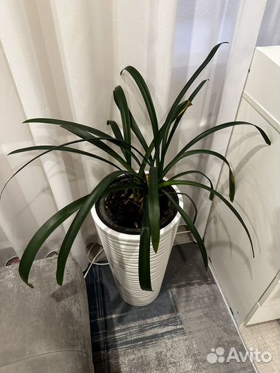 Комнатные цветы