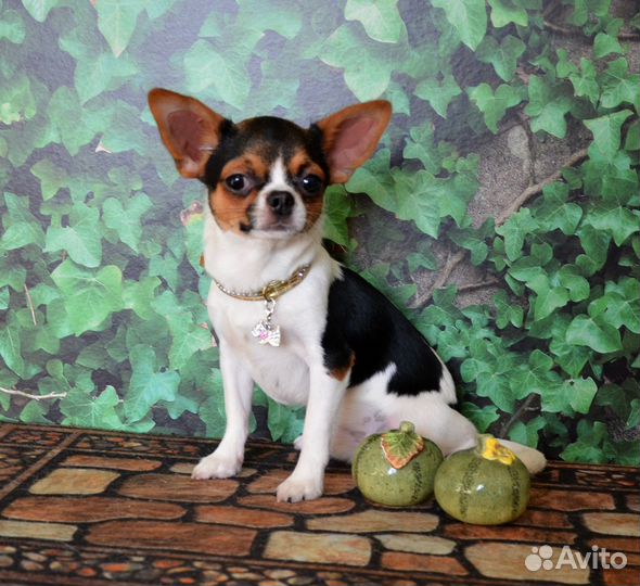 Мальчик красавчик 6 мес