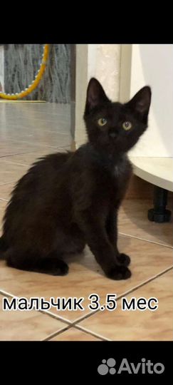 Котенок мальчик 3.5 мес