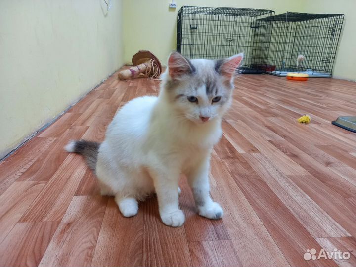 Котята в добрые руки бесплатно