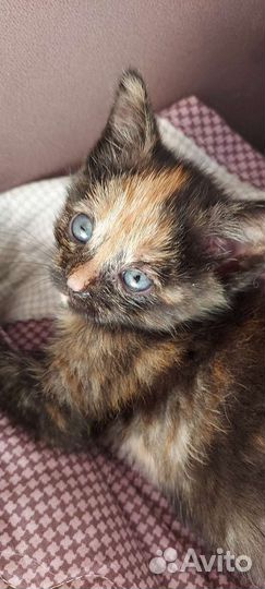Кошечка, котенок 2 мес в добрые руки