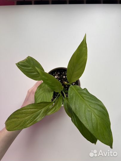 Спатифиллум