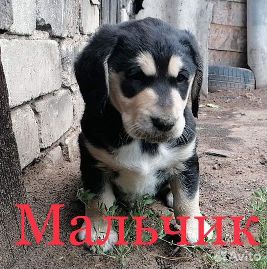 Щенки в дар
