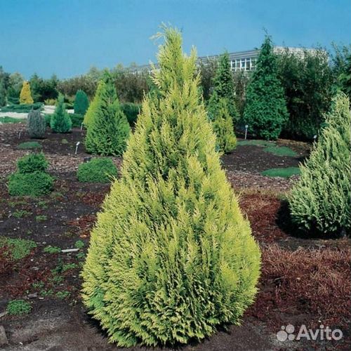 Кипарисовики